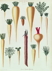 Turnips, Tab XII from the 